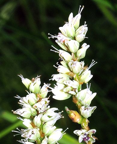 Bistorta vivipara (= Polygonum viviparum)